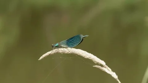 Dragonfly on the dry grass. Video stock 69186178