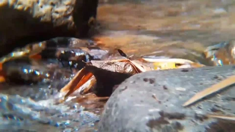 Dragonfly on Dry Leaf in Flowing Stream Water Over Rocks 4K Видео 343079803