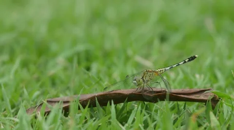 Dragonfly on the dry leaf Stock Footage 67182387