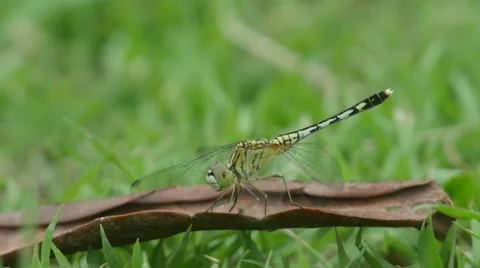 Dragonfly on the dry leaf with wind Stock Footage 67182223