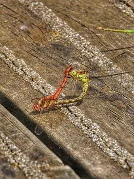 Dragonfly Duo Stock Photos