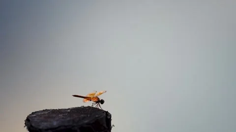 Dragonfly at Dusk Stock Footage 265874072