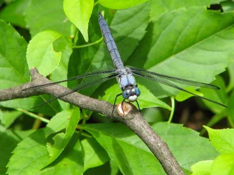 Dragonfly-eastern-pondhawk Stock Photos