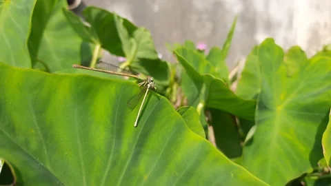 A dragonfly is eating another dragonfly. Stock Footage 149507880