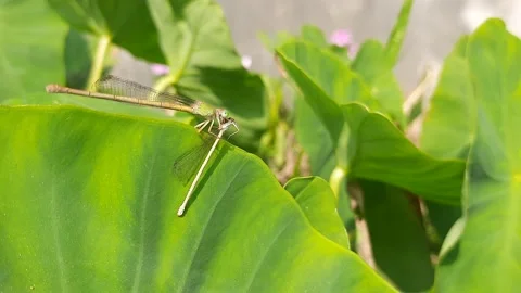 A dragonfly is eating another dragonfly. Video stock 149508053