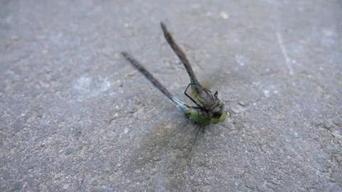 Dragonfly eating another dragonfly. Macro. Struggle for survival. Natural select Stock Footage 96259392