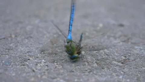 Dragonfly eating another dragonfly. Macro. Struggle for survival. Natural select Video stock 96259425