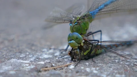 Dragonfly eating another dragonfly. Macro. Struggle for survival. Natural select 動画素材 96259491