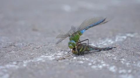 Dragonfly eating another dragonfly. Macro. Struggle for survival. Natural select Stock Footage 96259538