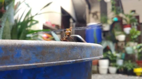 The dragonfly is eating on the bucket Stock Footage 200807249