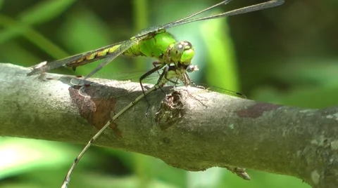 Dragonfly Eating a Damselfy Video stock 45399349