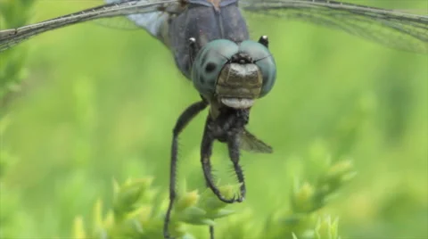 Dragonfly eating a fly Stock Footage