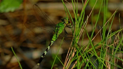 Dragonfly Eating a Fly Tripod 4k Stock Footage 204872576