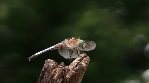 Dragonfly Eating Video stock 62401812