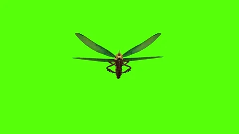 Dragonfly eating Green Screen Animation 4K Rendering 動画素材 278137754