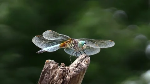 Dragonfly eating a insect while perched on a stick. Video stock 62401285