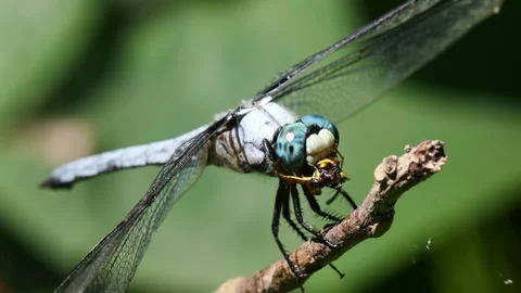 Dragonfly eating a jellow jacket Stock Footage 343568542