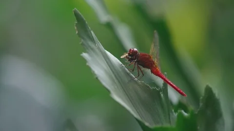 Dragonfly eating other insect Video stock 105421850