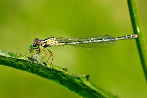 Dragonfly eating Stock Photos