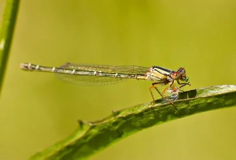 Dragonfly eating Stock Photos
