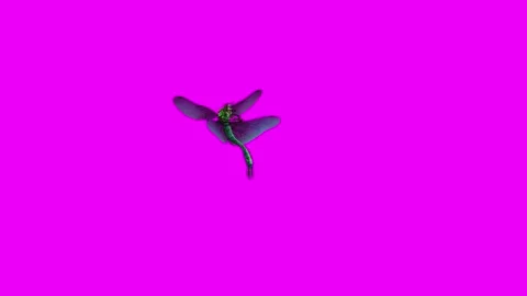 Dragonfly eating Pink Screen Animation 4K Rendering Видео 281393573