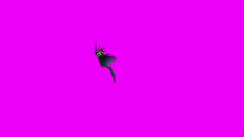 Dragonfly eating Pink Screen Animation 4K Rendering Video stock 281393574