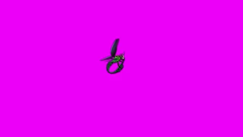 Dragonfly Eating Pink Screen Animation 4K Rendering Vidéo 281393609