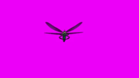 Dragonfly Eating Pink Screen Animation 4K Rendering Vídeo Stock 281393615