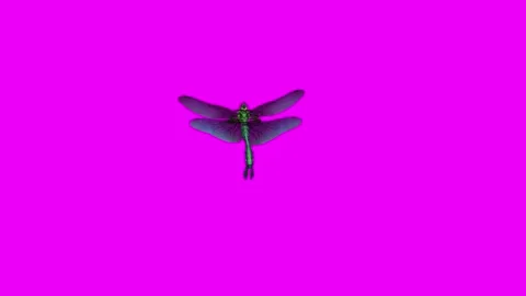 Dragonfly eating Pink Screen Animation 4K Rendering Stockbeeldmateriaal 281393636
