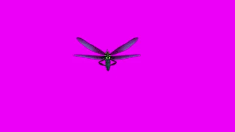 Dragonfly Eating Pink Screen Animation 4K Rendering Video stock 281393640