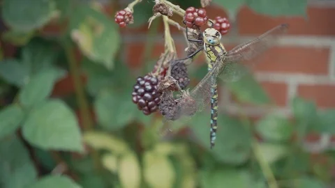Dragonfly eats on a blackberry bush Stock Footage 95432236