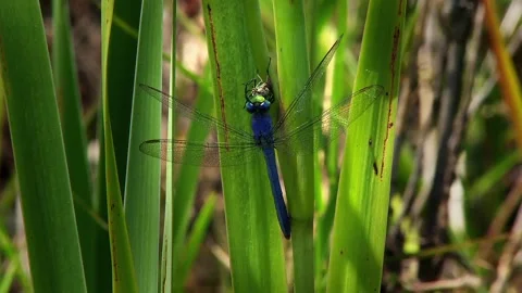 Dragonfly eats large insect Stock Footage 132046375