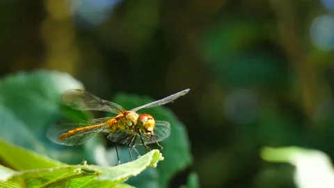 Dragonfly eats prey while sitting on a tree leaf. Vídeo Stock 205034399