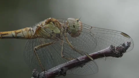 Dragonfly ECU Stock Footage 247043099