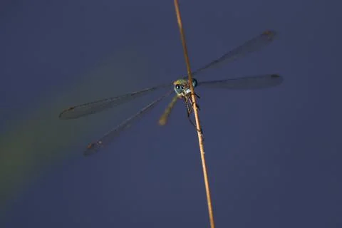 Dragonfly on a edge of grass Stock Photos