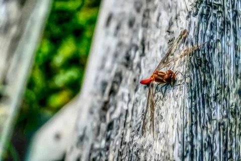 A dragonfly edited Fotos de archivo
