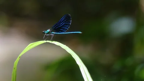 Dragonfly Elegance with Close-Up on Vibrant Wings Video stock 331196806