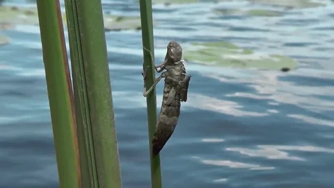 Dragonfly emergence. Larvae Black-tailed skimmer, Orthetrum cancellatum Stock Footage 71890773