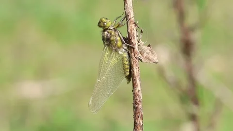 Dragonfly emerging from exoskeleton during metamorphosis macro close-up Stock-Footage 333416080