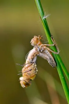 Dragonfly emerging from its chrysalis Stock Photos