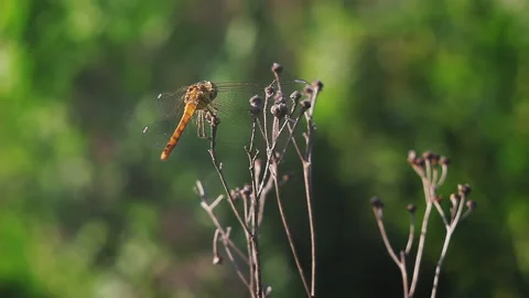 Dragonfly on the end of a blade of grass. Stock Footage 102741431