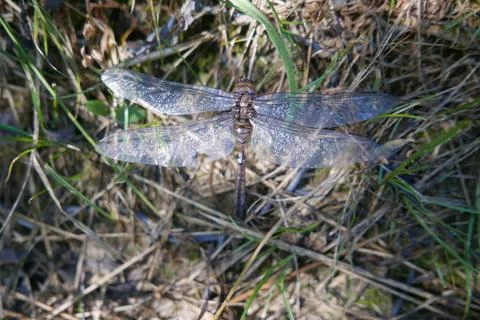 Dragonfly exoskeleton  on the grass Stock Photos