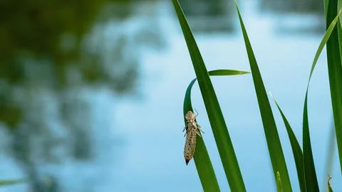 Dragonfly exuvia dried outer casing left on pond reed after the larva has Stock Photos