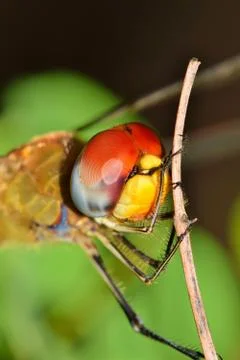 Dragonfly Eye Stock Photos