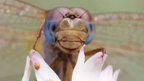Dragonfly eyes Stock Footage 289441748