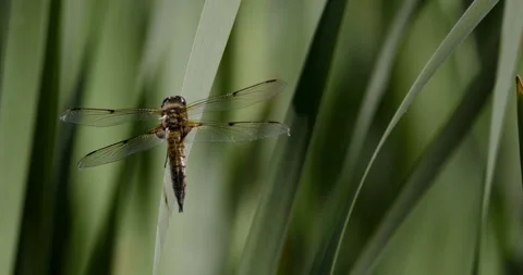 Dragonfly Facing Camera With Symmetrical Wings Displayed Clearly Stock Footage 335848399