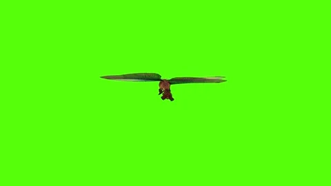 Dragonfly fast moving Green Screen Animation 4K Rendering Stock Footage 278137704