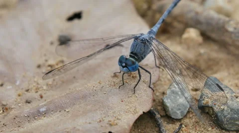 Dragonfly Feeding on the ground Stock Footage 68848535
