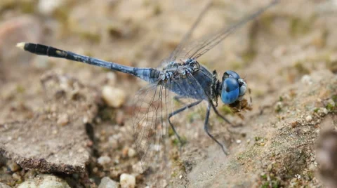 Dragonfly Feeding on the ground Stock Footage 68849491