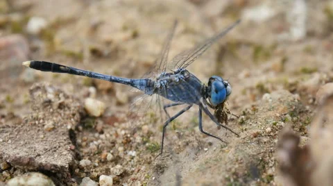 Dragonfly Feeding on the ground Stock Footage 68853188